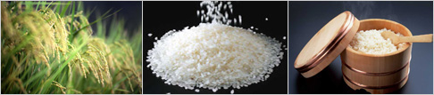 Rice