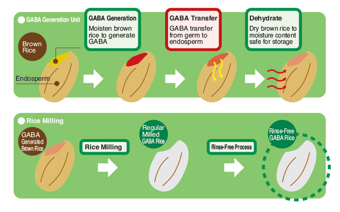 GABA-generation